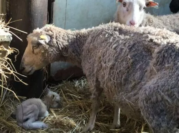 Ewes and lambs displaying severe signs of malnutrition