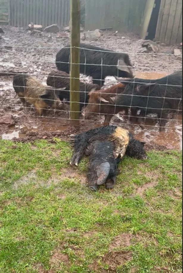 Dead pigs found alongside living pigs at the farm