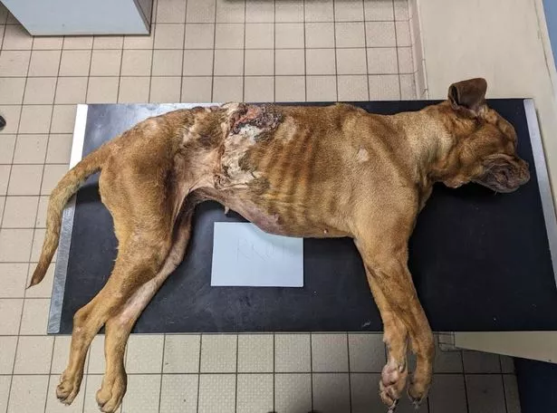 Tiny, the Dogue de Bordeaux, who suffered due to an untreated tumor and neglect from owner Christine Hogan.