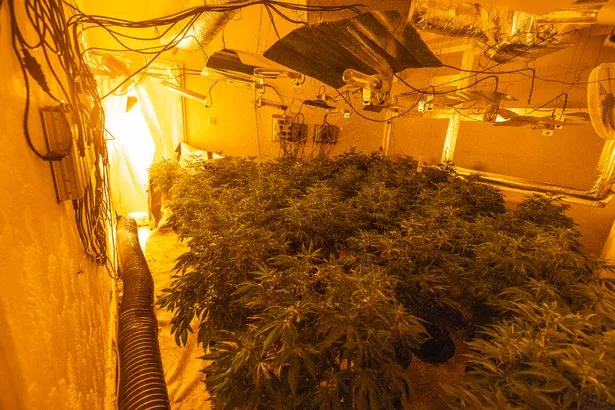 View of mature cannabis plants from a farm on Buckingham Road, Cheadle Hulme