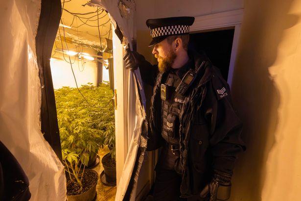 Mature cannabis plants filling a room in a cannabis farm on Buckingham Road, Cheadle Hulme