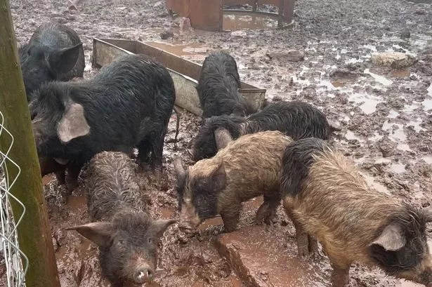 Animal Cruelty Case: Father and Daughter Sentenced in Pembrokeshire